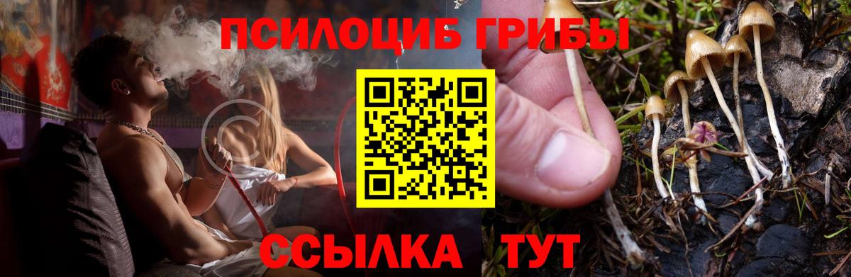 Псилоцибиновые грибы мицелий  Вход с VPN  Горно-Алтайск 